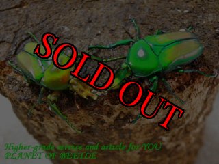 5/22:美麗カナブン館 - PLANET OF BEETLE