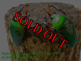 全商品 - PLANET OF BEETLE (Page 18)