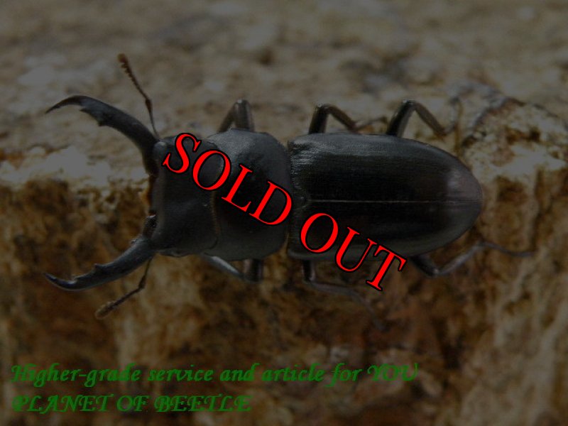 お届けする♂27mm実物です。