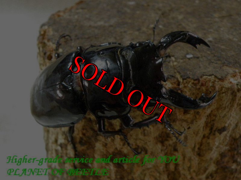 お届けする♂実物です。