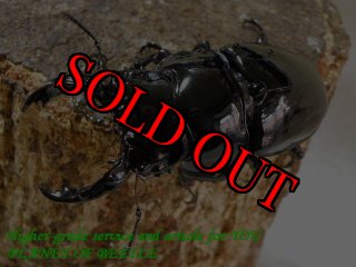 全商品 - PLANET OF BEETLE (Page 27)