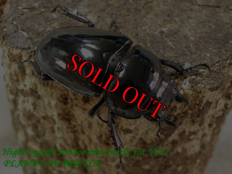 お届けする♀実物です。