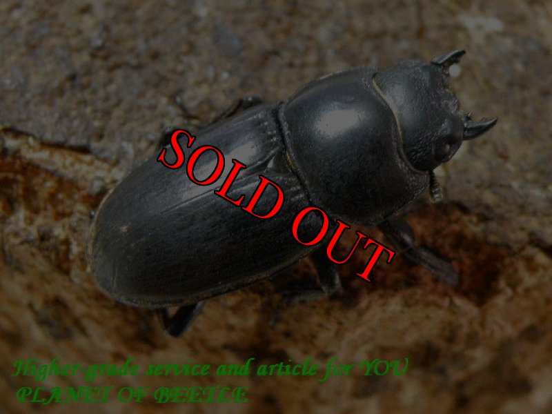 お届けする♀実物です。