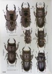 出典：Stag beetles of china II