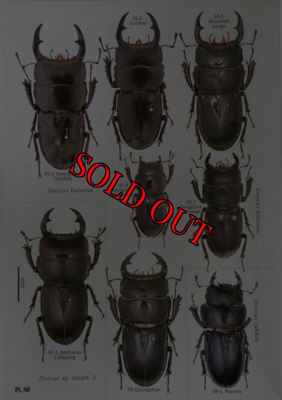 出典:Stag beetles of china II