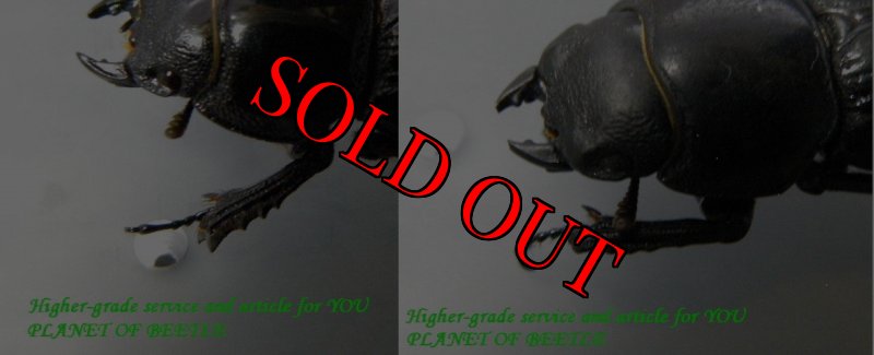 産地別♀比較画像です。