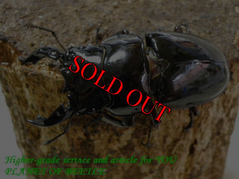 お届けする♂実物です。