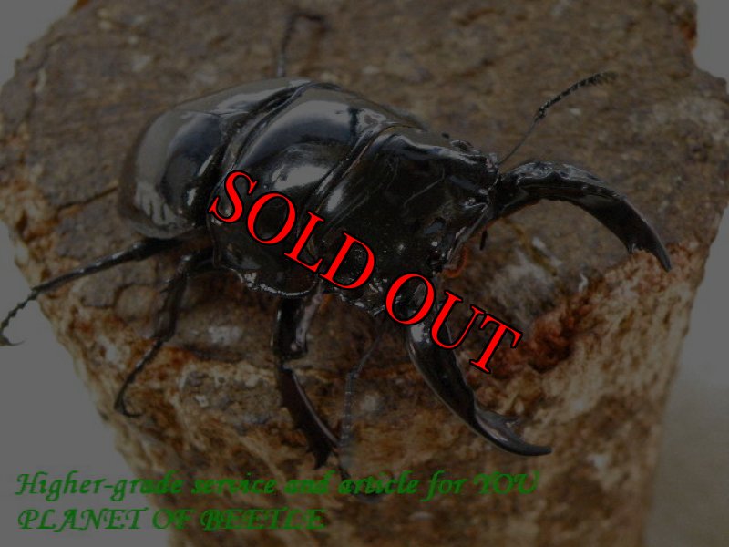 お届けする♂67mm実物です。