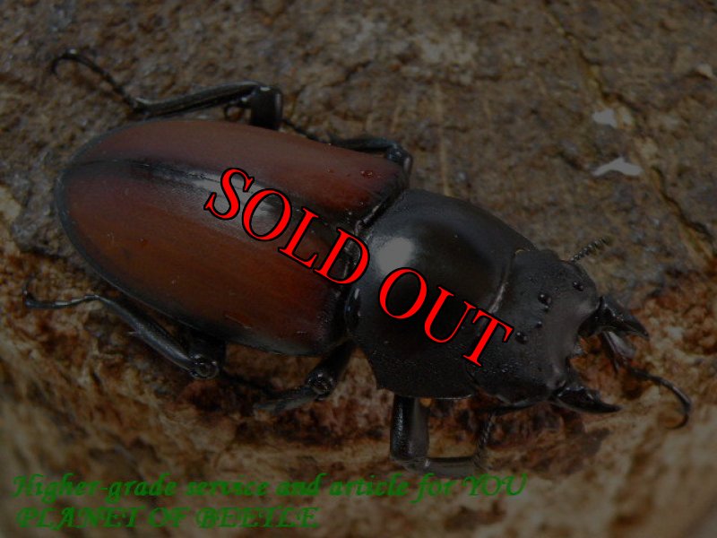 お届けする♀実物です。