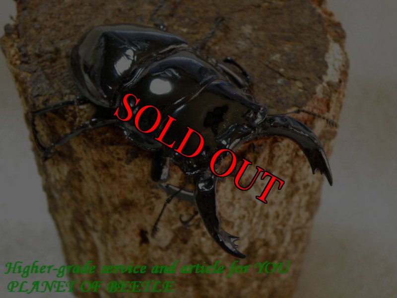 お届けする♂80mm実物です。