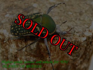5/22:美麗カナブン館 - PLANET OF BEETLE