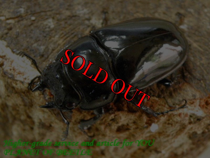 お届けする参考♀画像です。