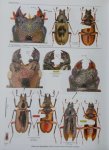 出典：stag beetles of china III