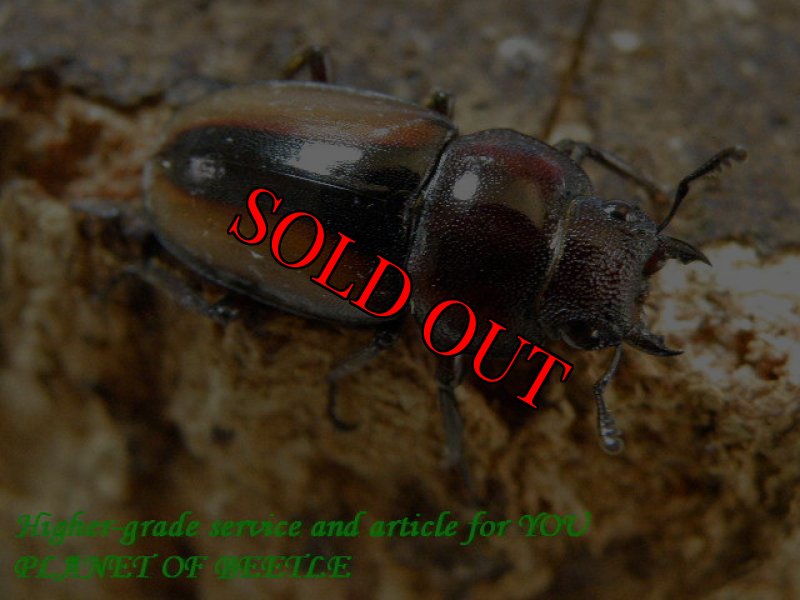 お届けする参考♀画像です。