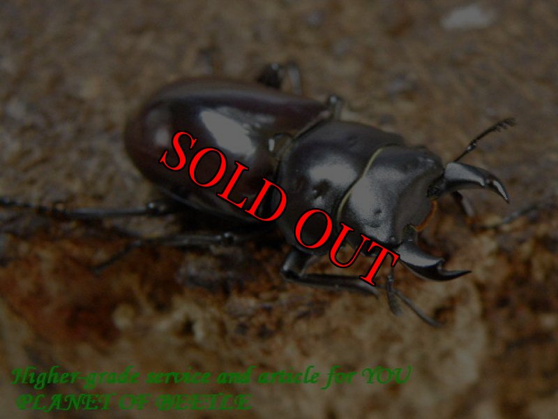 お届けする♂27mm実物です。