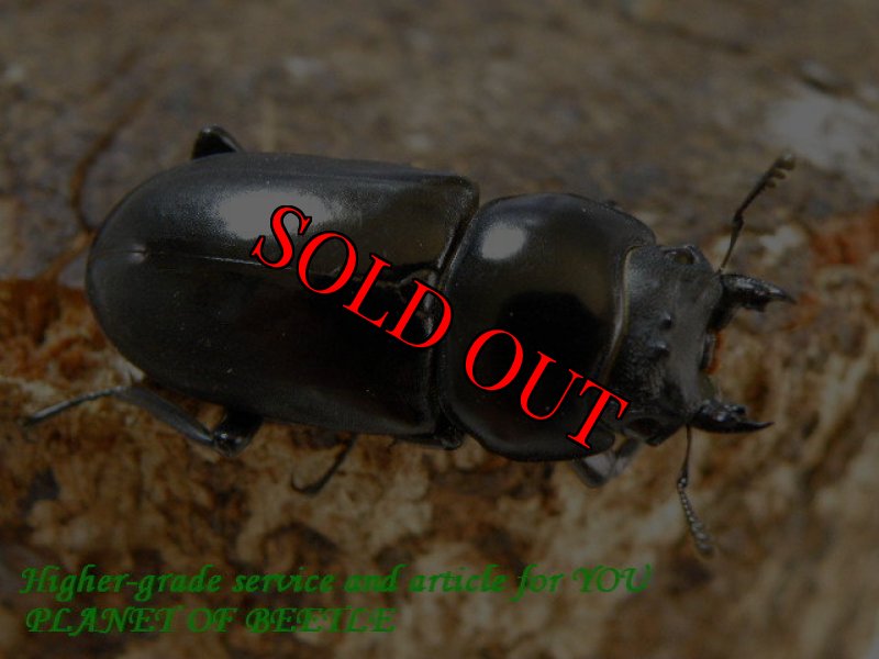 お届けする参考♀画像です。