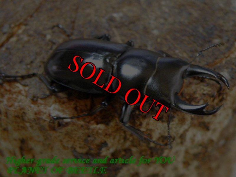 お届けする♂37mmNo2実物です。