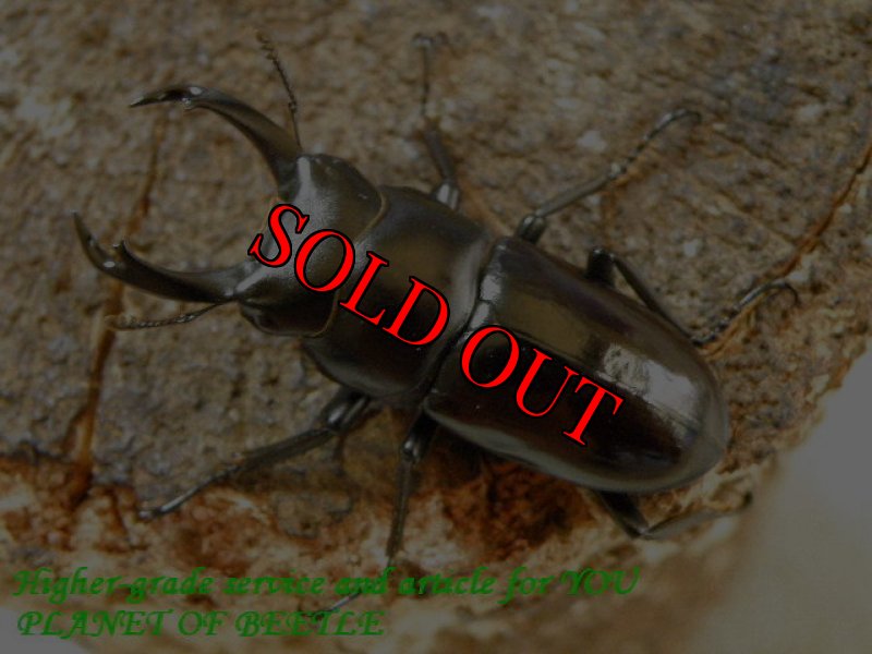 お届けする♂37mmNo1実物です。