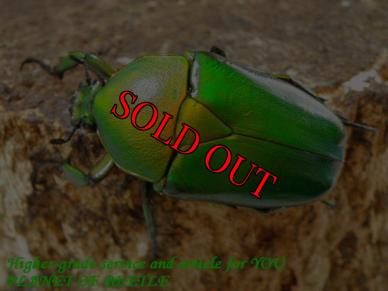 お届けする参考♀画像です。