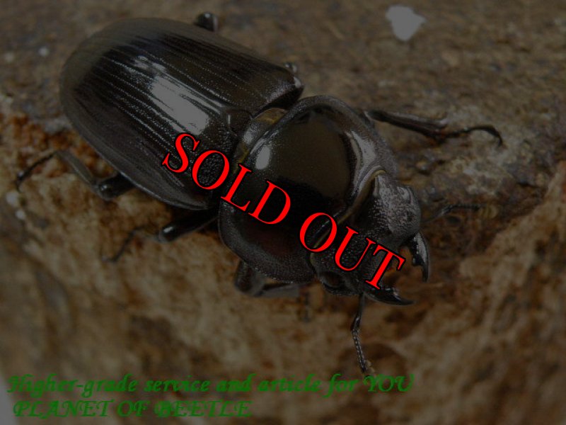 お届けする♀実物です。