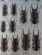 出典：stag beetles of china II