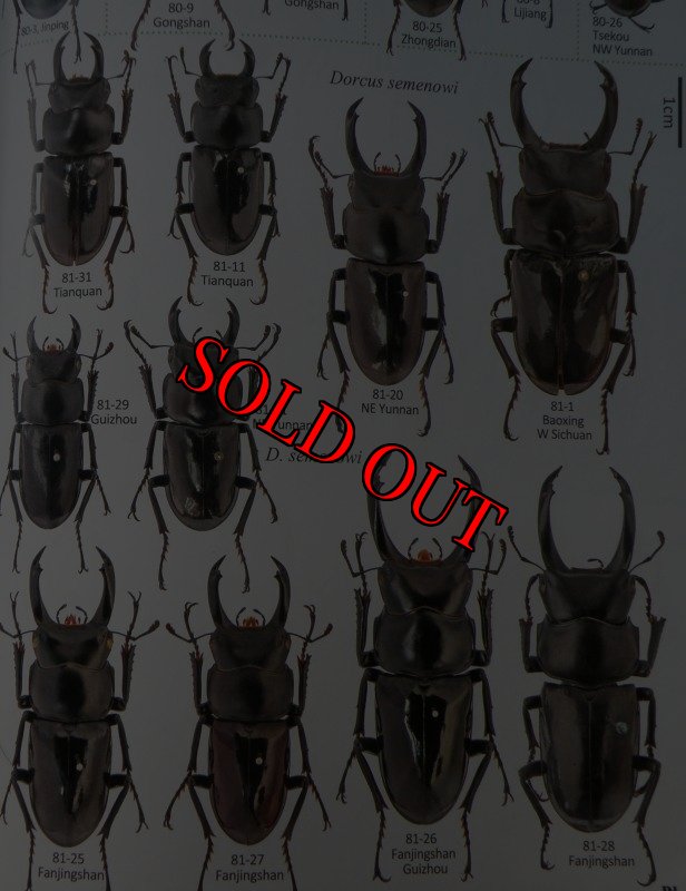 出典：stag beetles of china II