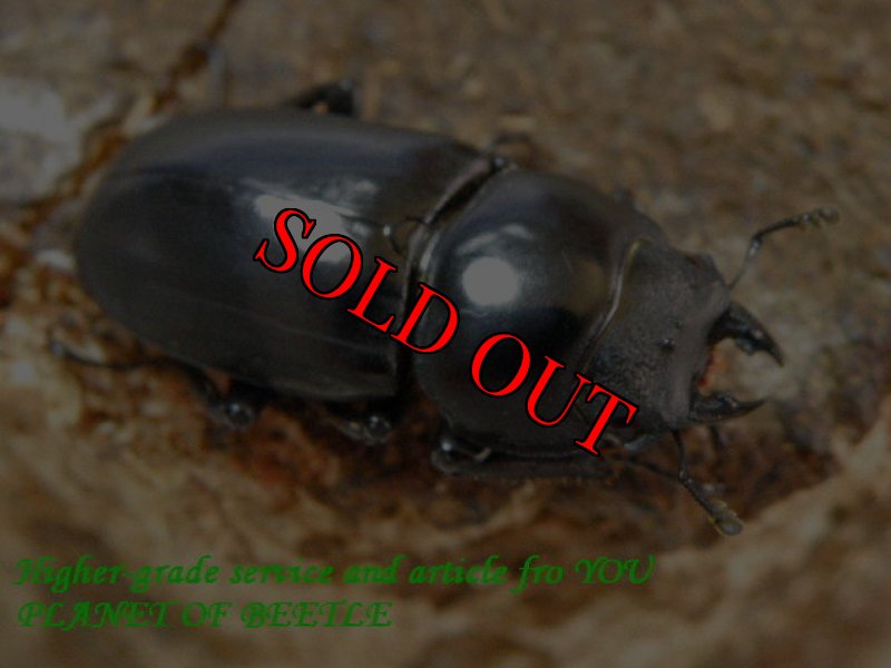 お届けする♀実物です。