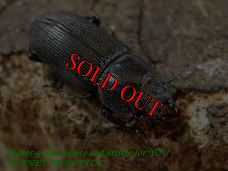 お届けする♀19mm実物です。