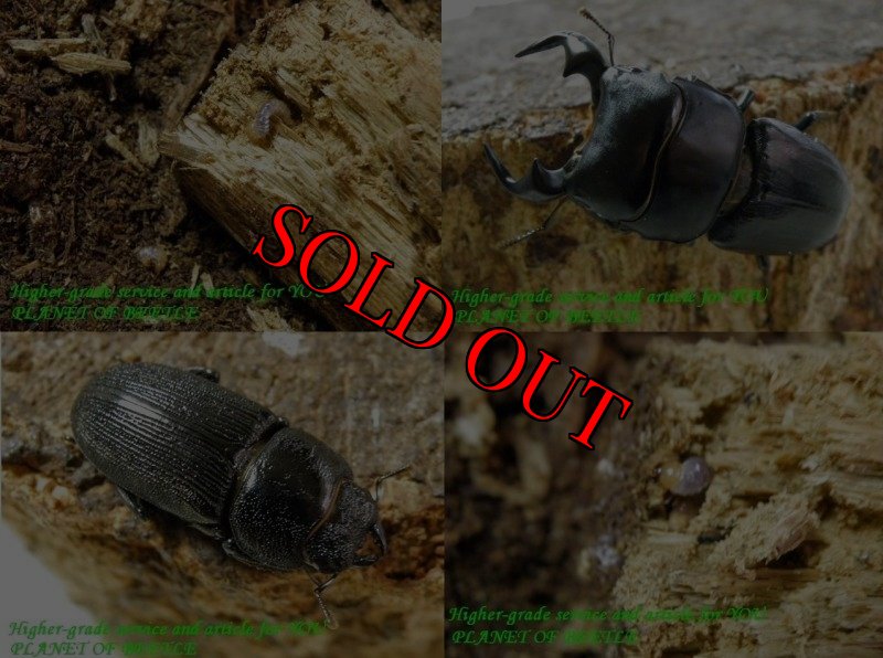 親ペア実物と参考幼虫です。