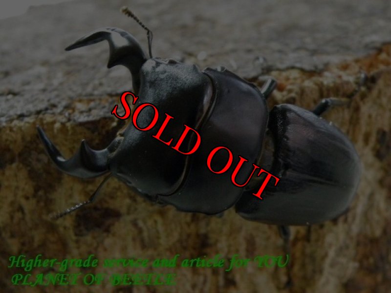 親♂43mm実物です。