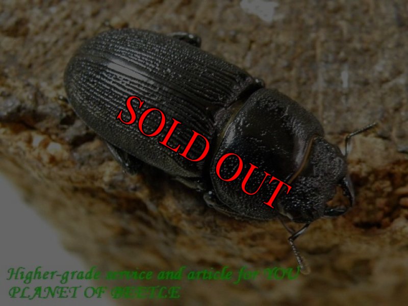 親♀28mm実物です。