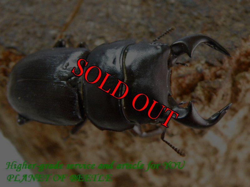 お届けする♂実物です。