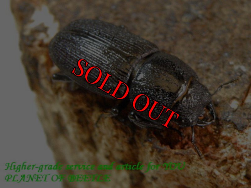 お届けする♀実物です。