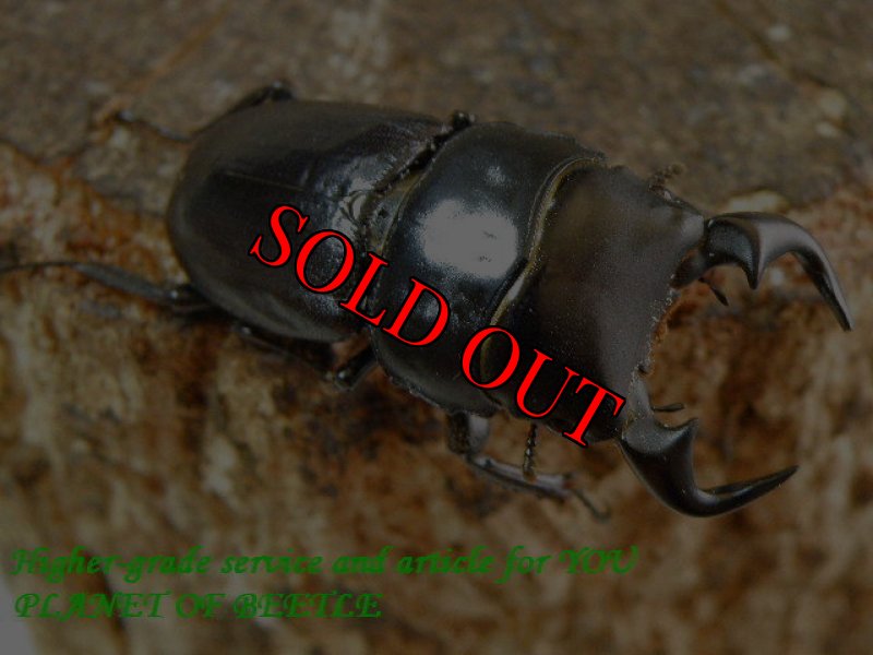 お届けする♂実物です。