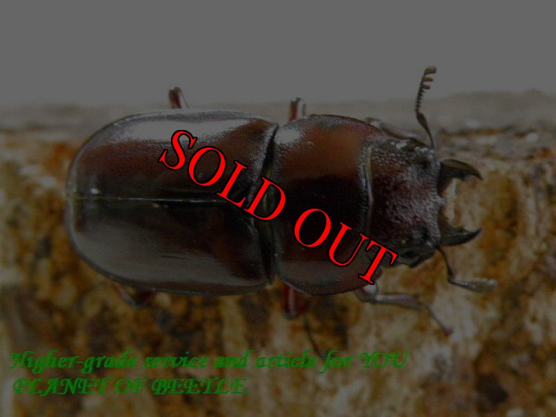 お届けする♀実物です。