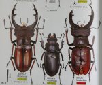 出典：stag beetles of china II