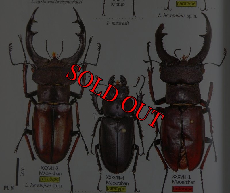 出典:stag beetles of china II