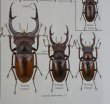 出典：stag beetles of china III