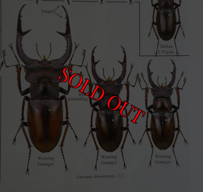 出典:stag beetles of china III