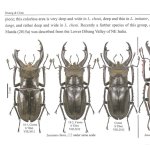 出典：stag beetles of china III