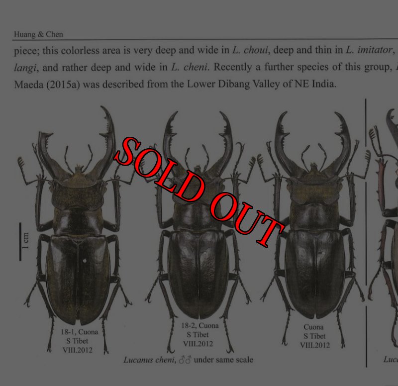 出典:stag beetles of china III