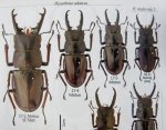 出典：stag beetles of china II