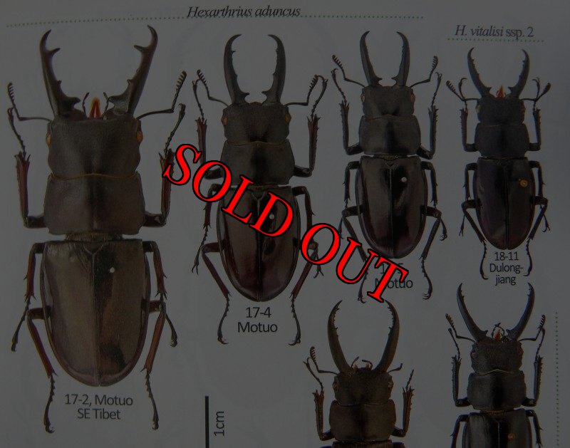 出典:stag beetles of china II