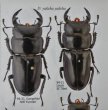 出典：stag beetles of china II