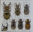 出典：Stag beetles of china III