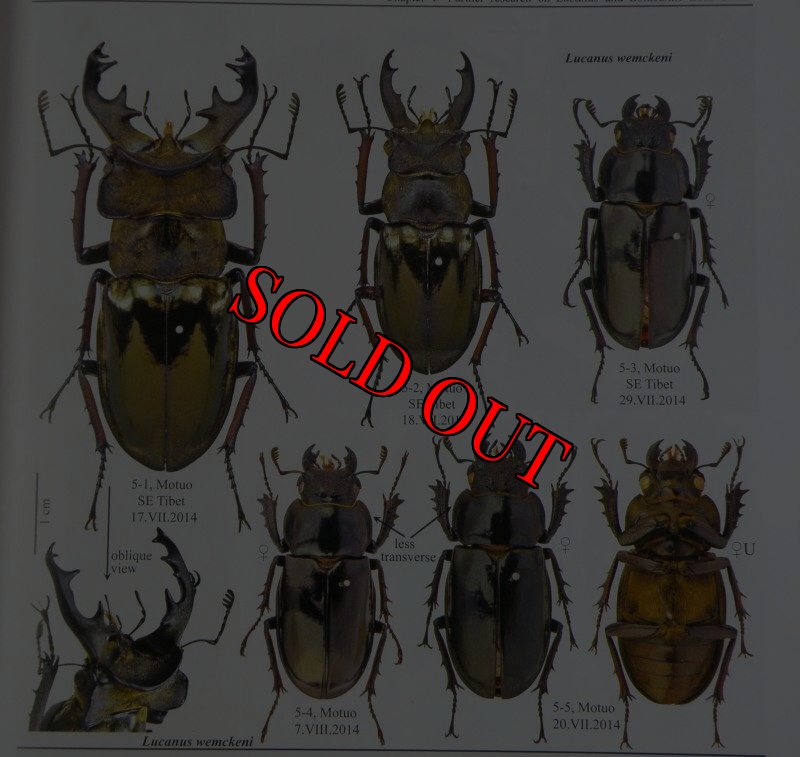 出典：Stag beetles of china III
