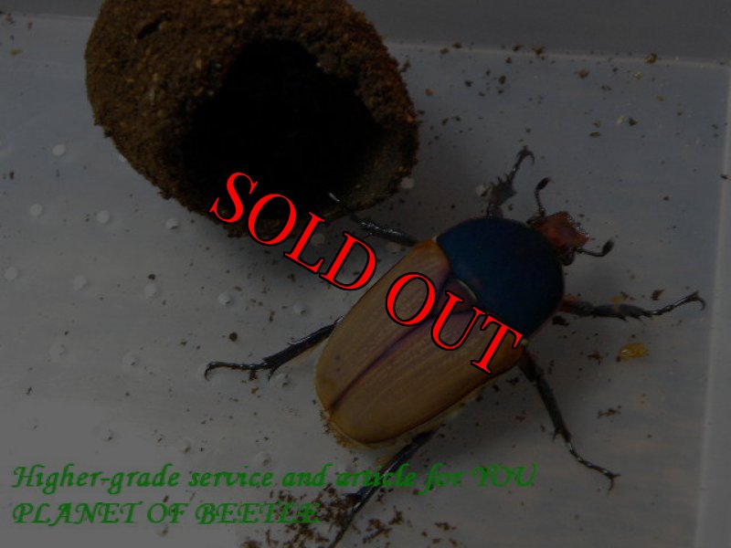 F1親♀実物です。