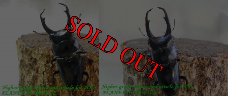 左：メトク産、右：シェガツェ産