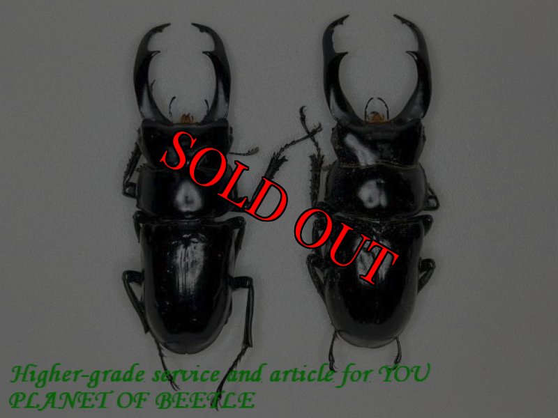 左：メトク産、右：ツォナ産