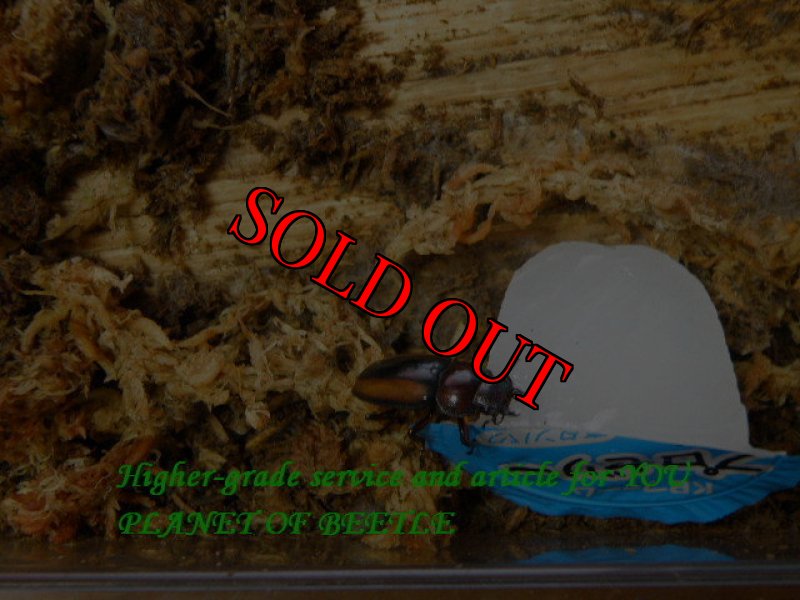 2023年9月30日撮影